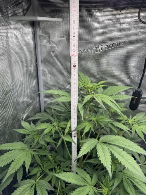 FastBuds Mixed-pack. Week 6