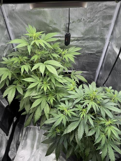 FastBuds Mixed-pack. Week 6