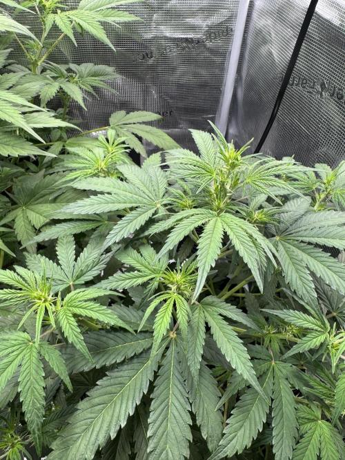 FastBuds Mixed-pack. Week 6
