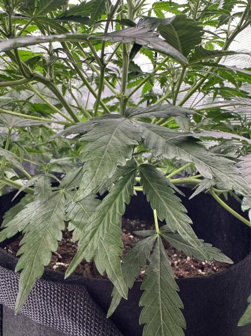 FastBuds Mixed-pack. Week 6