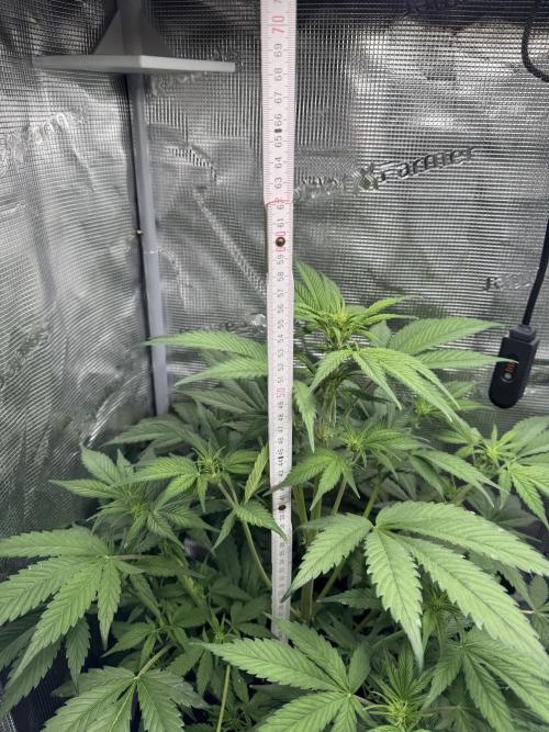 FastBuds Mixed-pack. Week 6