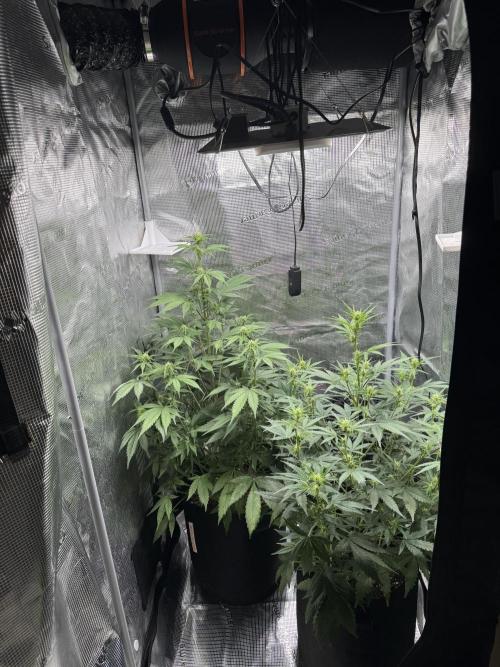 FastBuds Mixed-pack. Week 7
