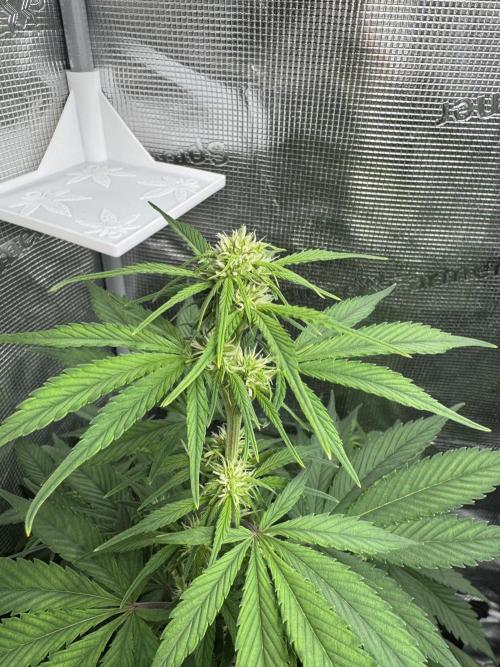 FastBuds Mixed-pack. Week 7