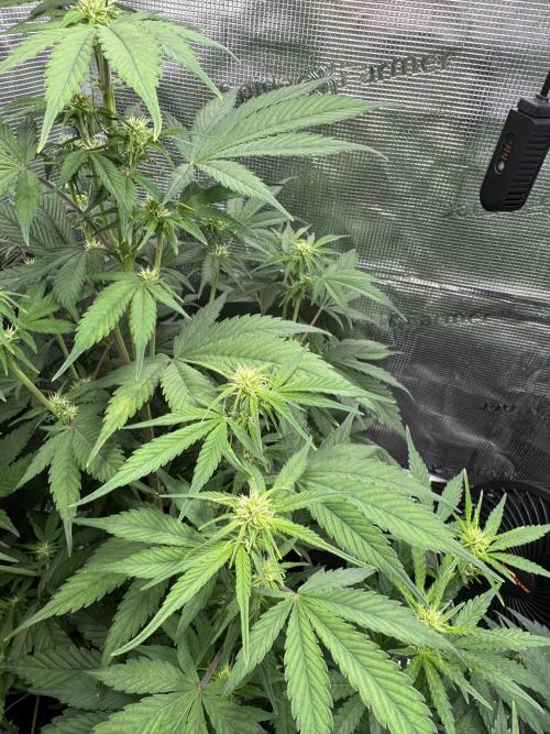 FastBuds Mixed-pack. Week 7
