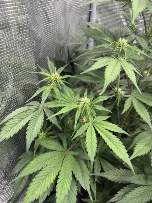 FastBuds Mixed-pack. Week 7