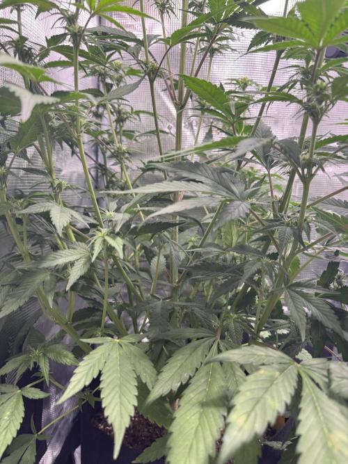 FastBuds Mixed-pack. Week 7