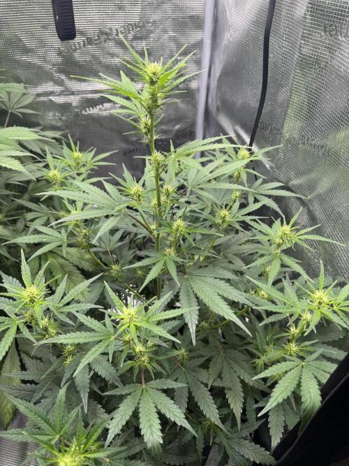 FastBuds Mixed-pack. Week 7