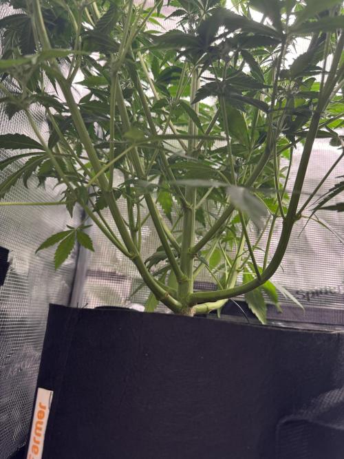 FastBuds Mixed-pack. Week 7