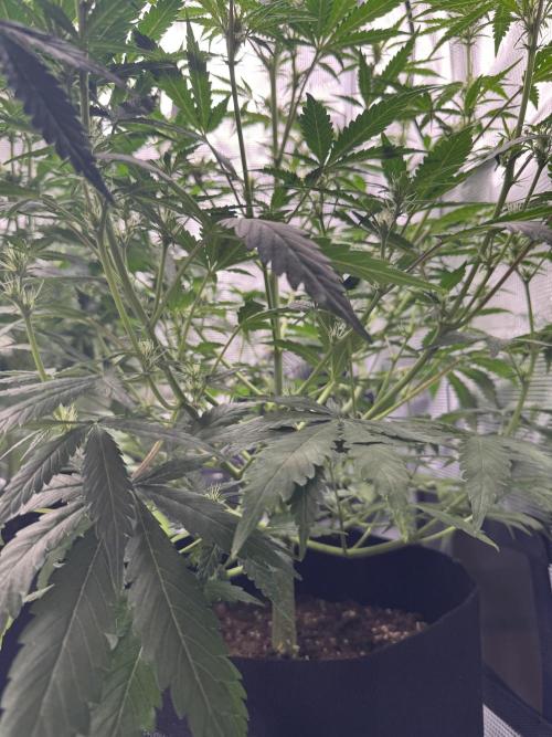 FastBuds Mixed-pack. Week 7