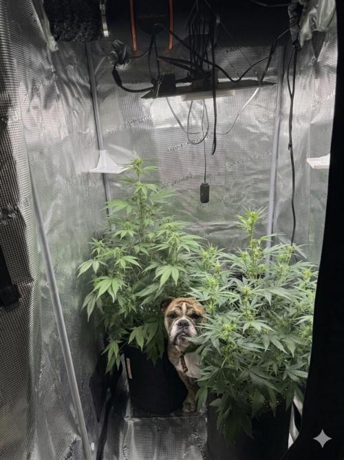 FastBuds Mixed-pack. Week 7