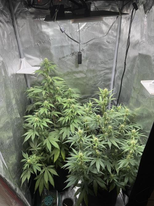 FastBuds Mixed-pack. Week 8