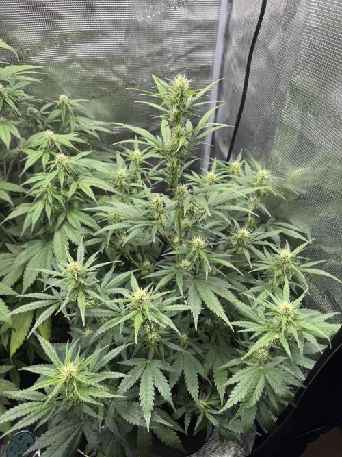 FastBuds Mixed-pack. Week 8