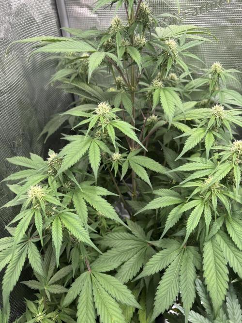 FastBuds Mixed-pack. Week 8