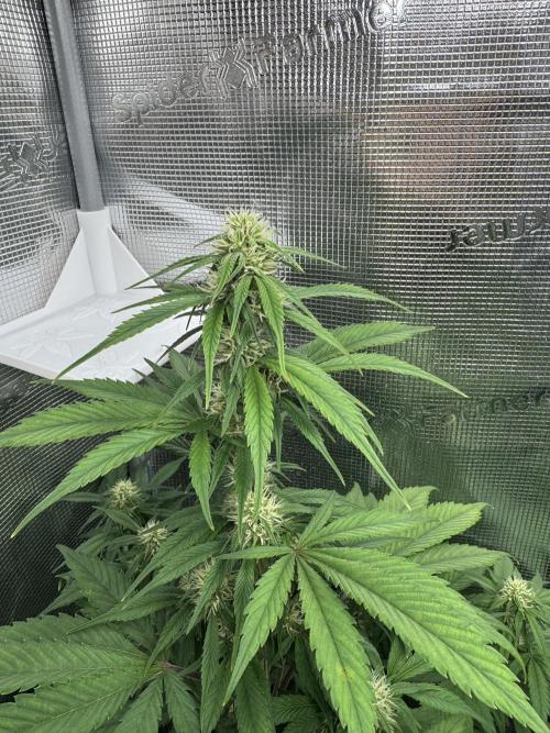 FastBuds Mixed-pack. Week 8