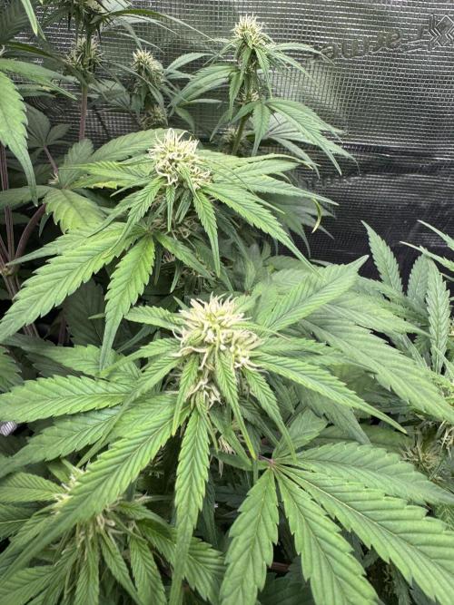 FastBuds Mixed-pack. Week 8