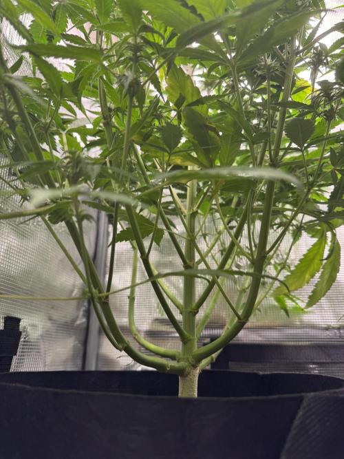FastBuds Mixed-pack. Week 8