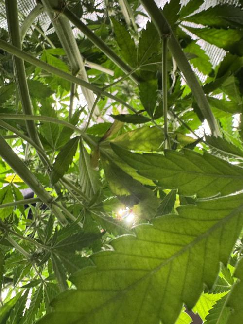 FastBuds Mixed-pack. Week 8