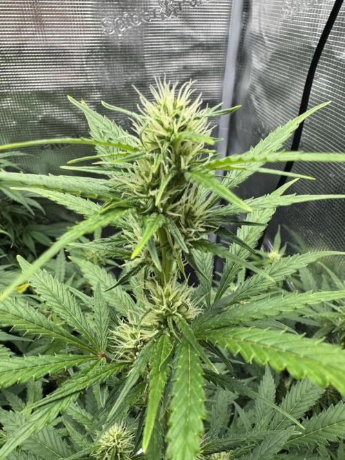 FastBuds Mixed-pack. Week 8