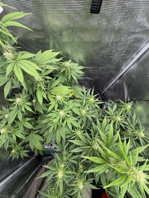 FastBuds Mixed-pack. Week 8