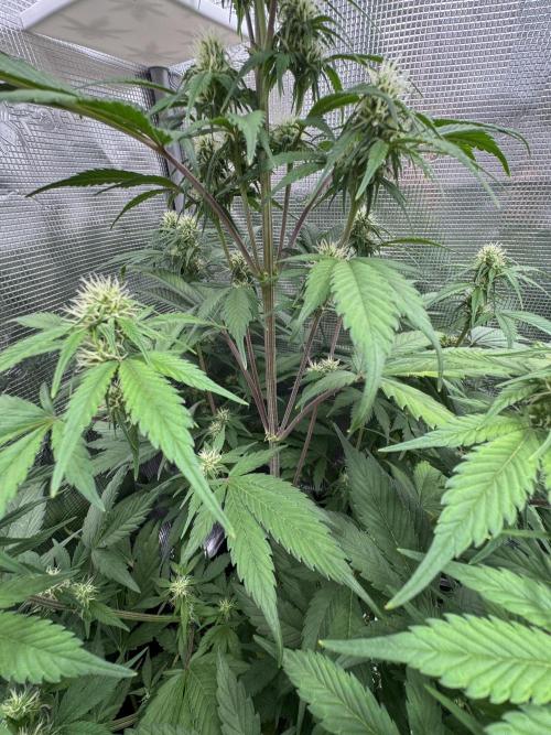 FastBuds Mixed-pack. Week 8
