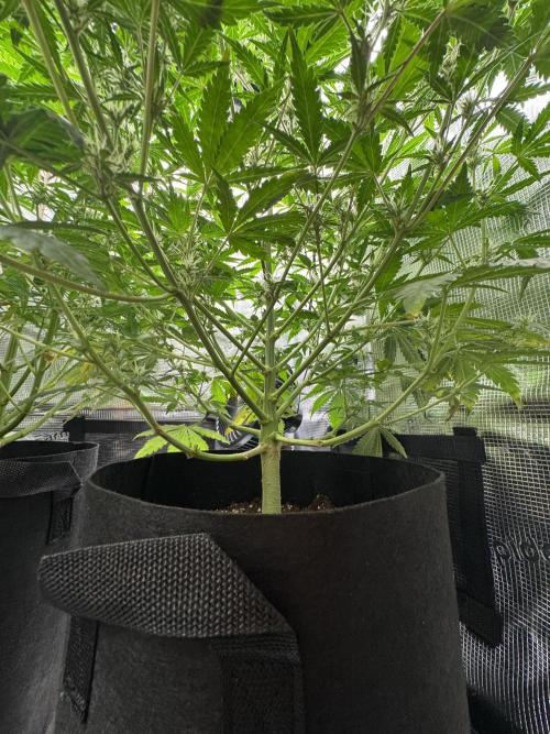 FastBuds Mixed-pack. Week 8