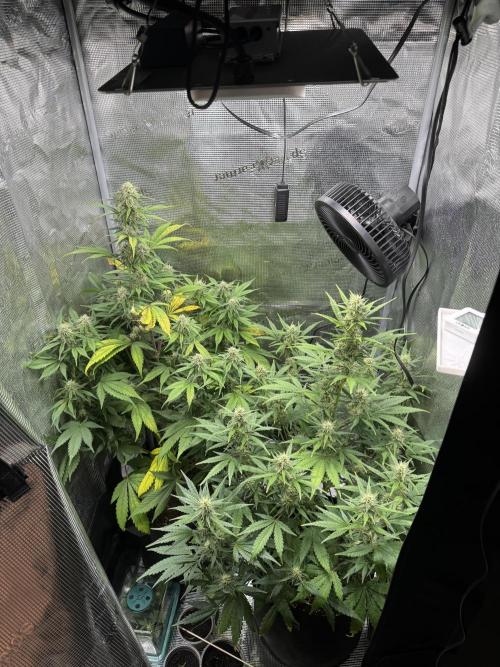 FastBuds Mixed-pack. Week 9
