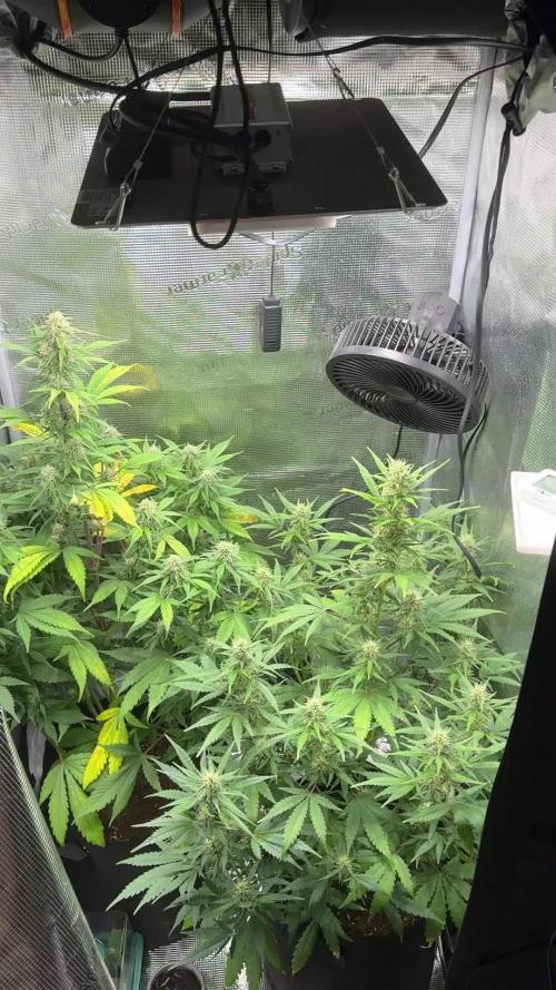 FastBuds Mixed-pack