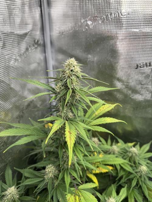 FastBuds Mixed-pack. Week 9
