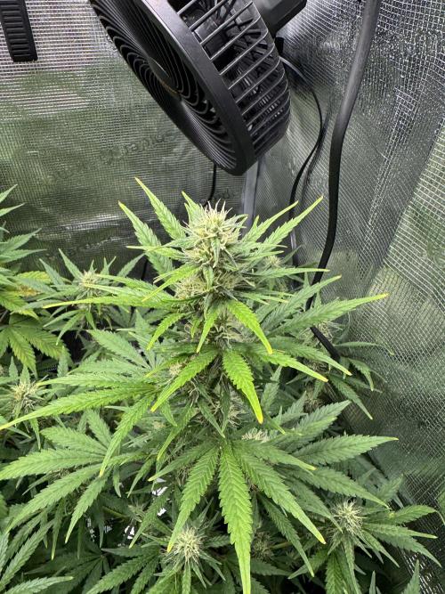 FastBuds Mixed-pack. Week 9