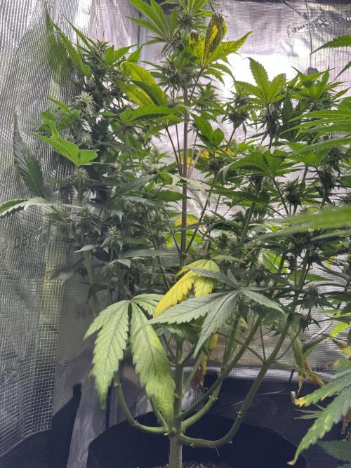 FastBuds Mixed-pack. Week 9