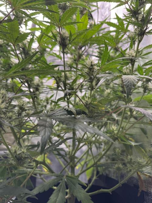 FastBuds Mixed-pack. Week 9