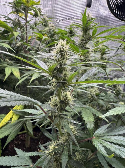 FastBuds Mixed-pack. Week 9