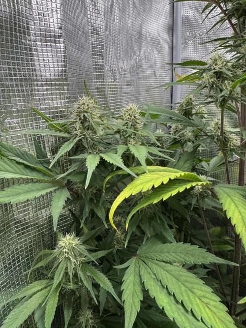 FastBuds Mixed-pack. Week 9