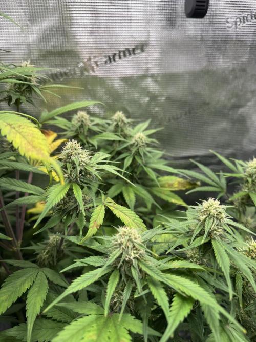 FastBuds Mixed-pack. Week 9