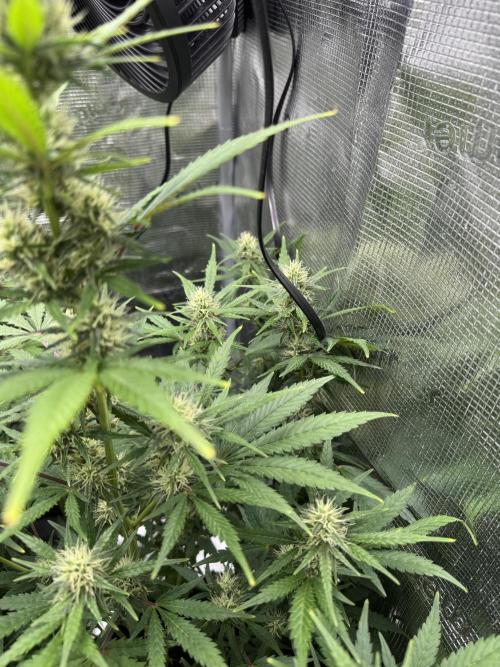 FastBuds Mixed-pack. Week 9