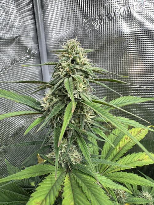 FastBuds Mixed-pack. Week 9
