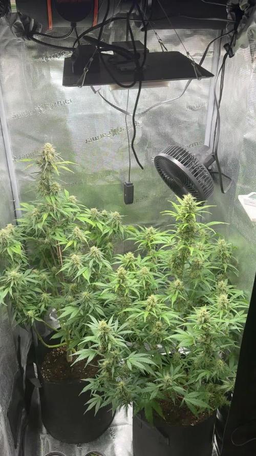 FastBuds Mixed-pack