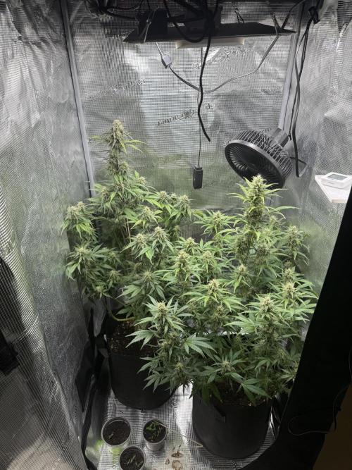 FastBuds Mixed-pack. Week 10