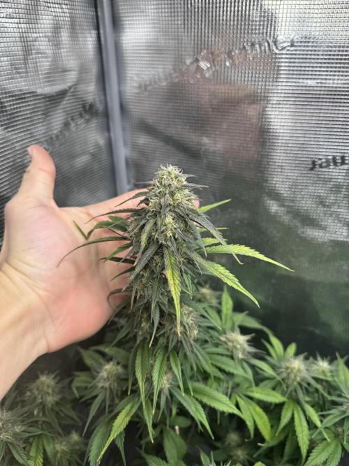 FastBuds Mixed-pack. Week 10