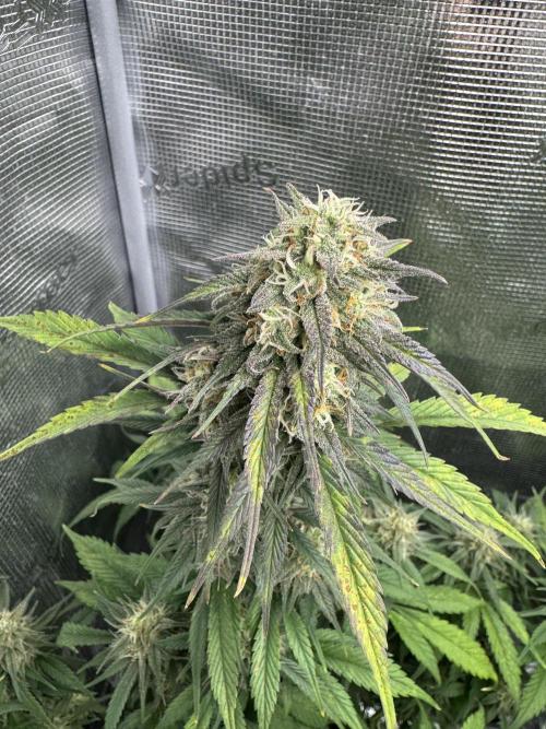 FastBuds Mixed-pack. Week 10