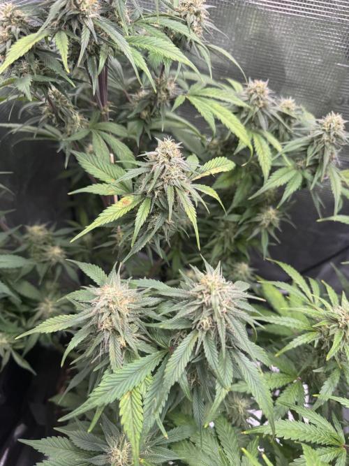 FastBuds Mixed-pack. Week 10