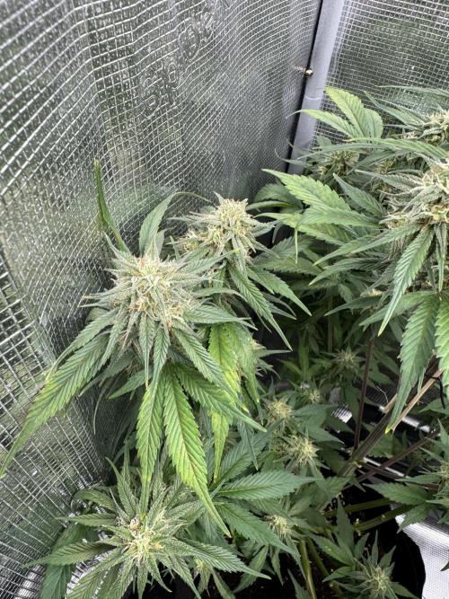 FastBuds Mixed-pack. Week 10