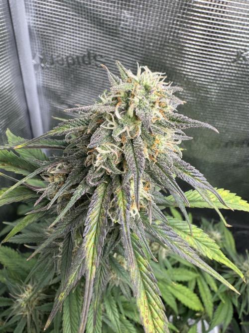 FastBuds Mixed-pack. Week 10