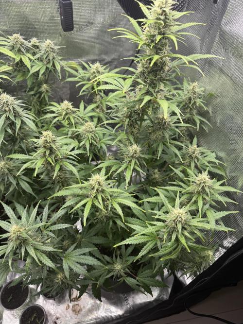FastBuds Mixed-pack. Week 10