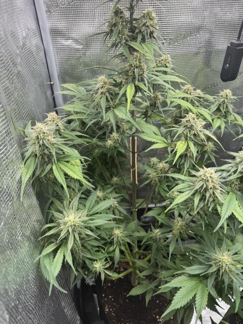 FastBuds Mixed-pack. Week 10