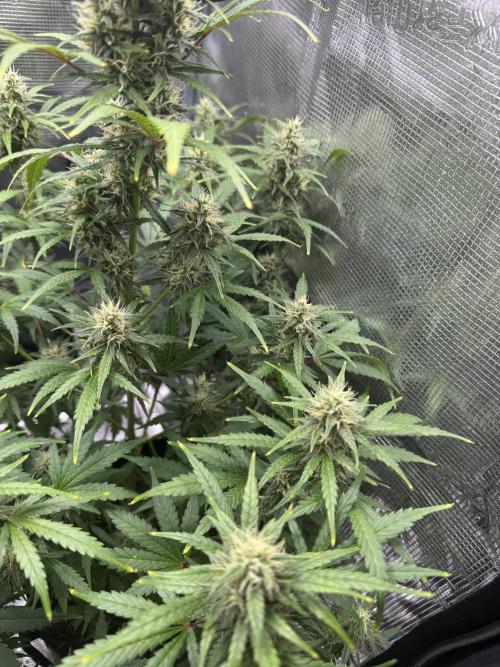 FastBuds Mixed-pack. Week 10