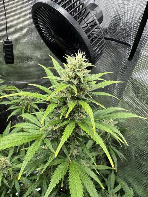 FastBuds Mixed-pack. Week 10