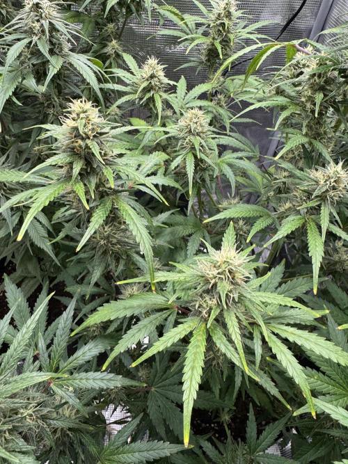 FastBuds Mixed-pack. Week 10