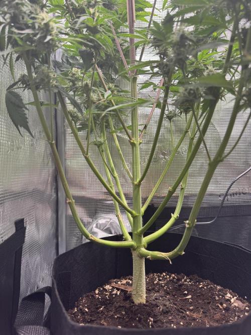 FastBuds Mixed-pack. Week 10