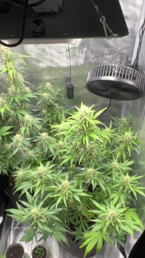 FastBuds Mixed-pack